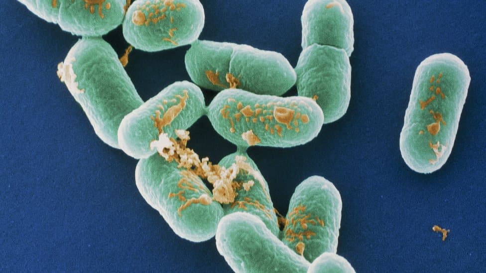 Listeria