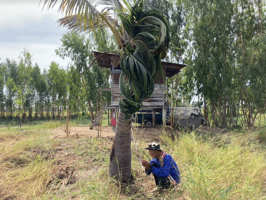 ต้นมะพร้าวพญานาค