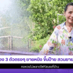 ยายหนิง ขึ้นป้าย