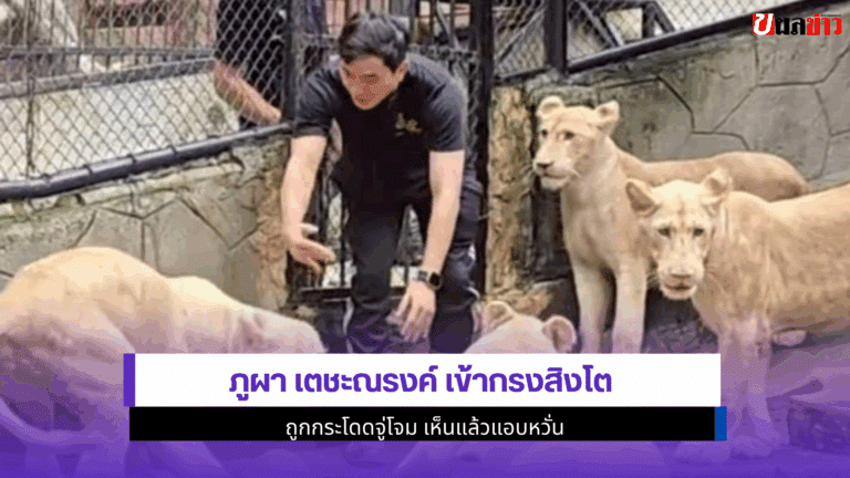 4 วินาทีสุดระทึก ภูผา เตชะณรงค์ เข้ากรงสิงโต ถูกกระโดดจู่โจม