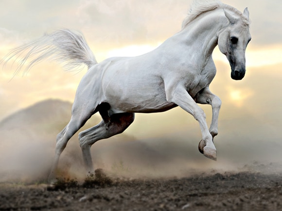 ม้าสีหมอก