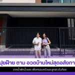 ปุยฝ้าย