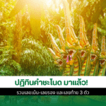 ปฏิทินคำชะโนด