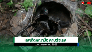 เลขเด็ดพญาบึ้ง