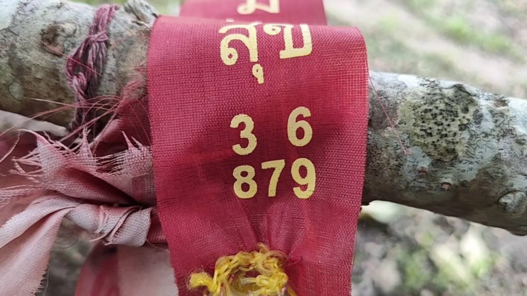 ไอ้ไข่วัดบึงบา