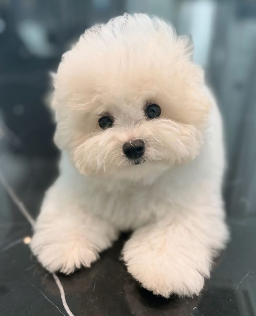 น้องมายู