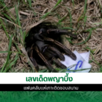 เลขเด็ดพญาบึ้ง