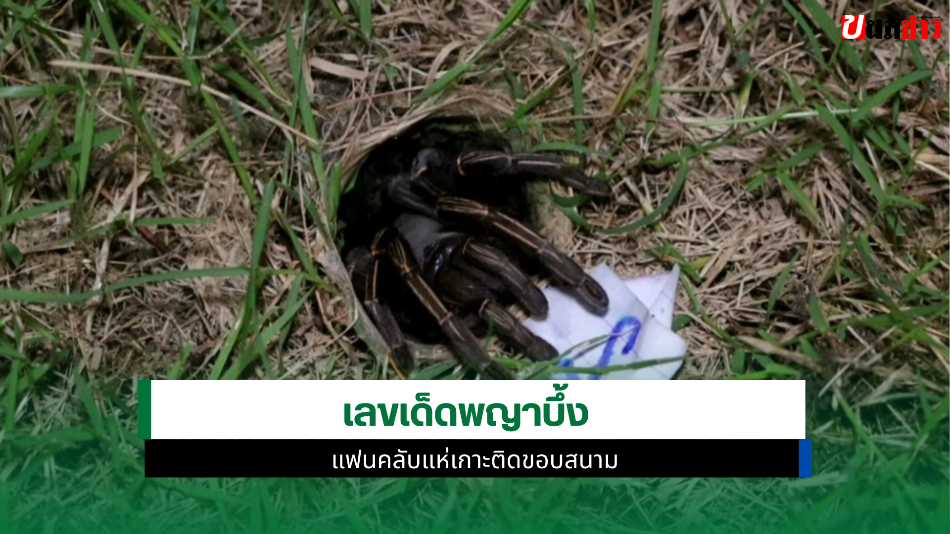เลขเด็ดพญาบึ้ง