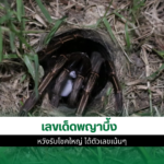 เลขเด็ดพญาบึ้ง