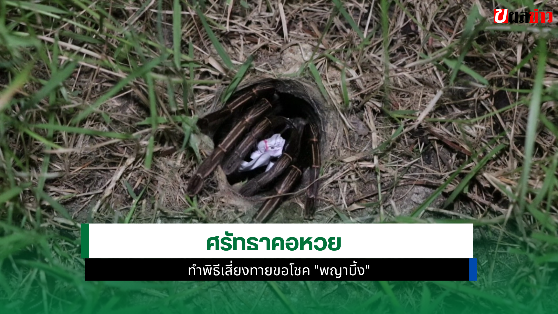 เลขเด็ดพญาบึ้ง