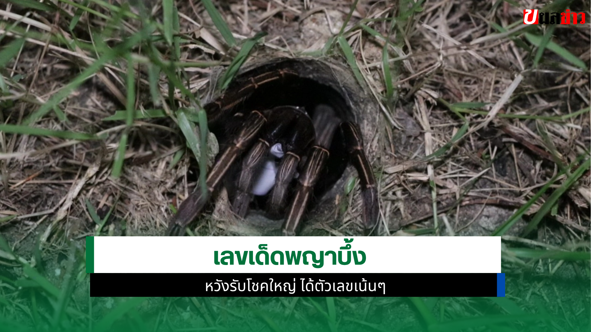 เลขเด็ดพญาบึ้ง